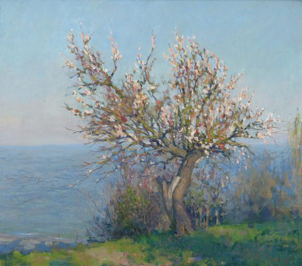 Yaroslav Zyablov. Blossoming apricot tree.